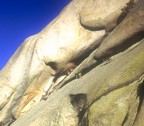 Goats scamper around the cliff