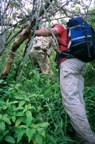 More bushwhacking